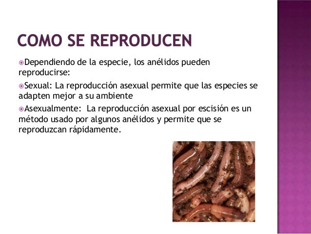 Anelidos celentereos y poliferos, angel victoria celia1