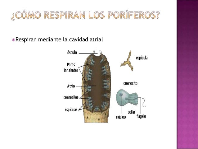 Anelidos celentereos y poliferos, angel victoria celia1