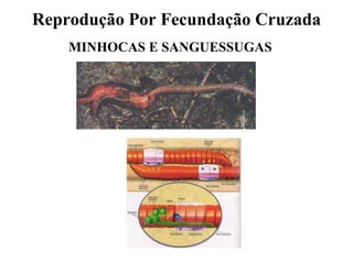 Reprodução Por Fecundação Cruzada
    MINHOCAS E SANGUESSUGAS
 