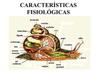 CARACTERÍSTICAS
  FISIOLÓGICAS
 