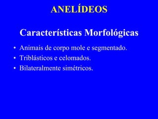 ANELÍDEOS

  Características Morfológicas
• Animais de corpo mole e segmentado.
• Triblásticos e celomados.
• Bilateralmente simétricos.
 