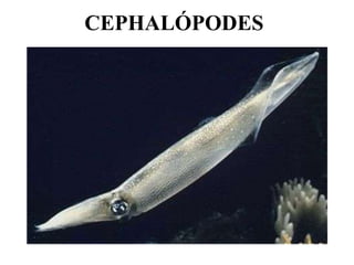 CEPHALÓPODES
 