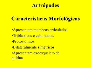 Artrópodes

Características Morfológicas
•Apresentam membros articulados
•Triblásticos e celomados.
•Protostômios.
•Bilateralmente simétricos.
•Apresentam exoesqueleto de
quitina
 