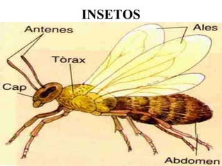 INSETOS
 