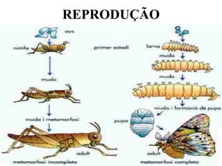 REPRODUÇÃO
 
