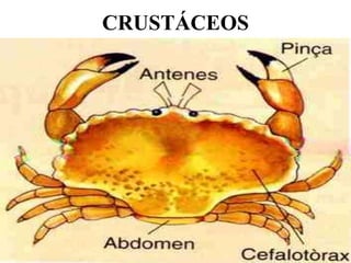 CRUSTÁCEOS
 