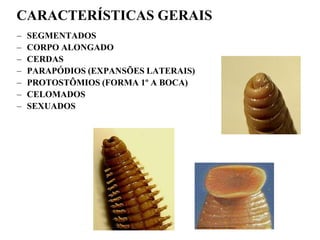 CARACTERÍSTICAS GERAIS
–   SEGMENTADOS
–   CORPO ALONGADO
–   CERDAS
–   PARAPÓDIOS (EXPANSÕES LATERAIS)
–   PROTOSTÔMIOS (FORMA 1º A BOCA)
–   CELOMADOS
–   SEXUADOS
 