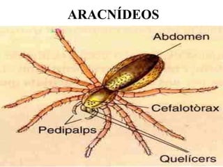 ARACNÍDEOS
 