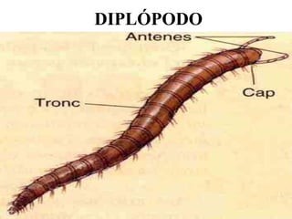 DIPLÓPODO
 