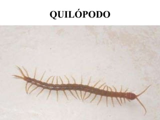 QUILÓPODO
 