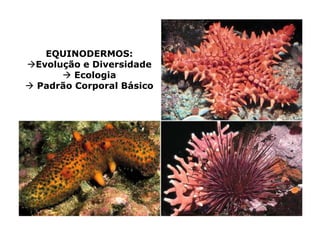 EQUINODERMOS:
Evolução e Diversidade
       Ecologia
 Padrão Corporal Básico
 