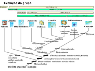 Evolução do grupo
PARAZOA                                                         EUMETAZOA
          DIBLÁSTICOS                                                   TRIBLÁSTICOS

                        ACELOMADO   PSEUDOCEL.                                         CELOMADO

                                               P R O T O S TÔ M I O S                                    DEUTEROSTÔMIOS


          Cnidaria                  Nematoda                       Annelida                       Echinodermata

Porifera          Platyhelminthes                 Mollusca                            Arthropoda                          Chordata
                                                                                                    Simetria
                                                                                      Exoesqueleto secundária
                                                                                       quitinoso                             Notocorda
                                                                                                  pentarradial

                                                                    Metameria
                                                        Esquizocelomados
                                          Pseudocelomados

                             Acelomados          Cavidade
                                                 no corpo                                Enterocelomados
                                                  Protostômios                   Deuterostômios
                                 Diblástico
          Corpo                                                          Triblásticos e simetria primaria bilateral (Bilateria)
          com sistema
                                                             Gastrulação e tecidos verdadeiros (Eumetazoa)
          aqüífero, sem tecido
          verdadeiro                               Desenvolvimento embrionário: mórula e blástula
                                              Multicelularidade
          Protista ancestral flagelado
 