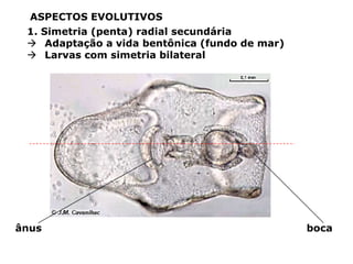 ASPECTOS EVOLUTIVOS
 1. Simetria (penta) radial secundária
  Adaptação a vida bentônica (fundo de mar)
  Larvas com simetria bilateral




ânus                                           boca
 