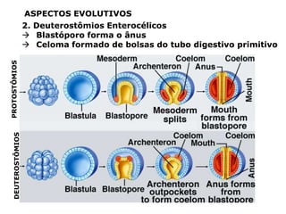 ASPECTOS EVOLUTIVOS
                    2. Deuterostômios Enterocélicos
                     Blastóporo forma o ânus
                     Celoma formado de bolsas do tubo digestivo primitivo
PROTOSTÔMIOS
   DEUTEROSTÔMIOS
 