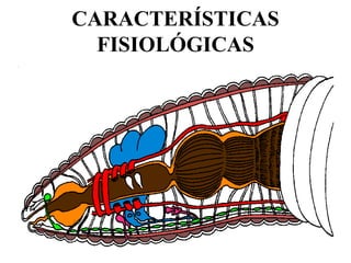 CARACTERÍSTICAS
  FISIOLÓGICAS
 