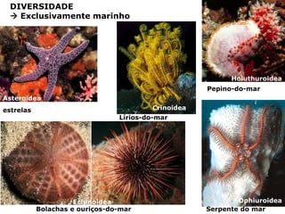 DIVERSIDADE
   Exclusivamente marinho




                                                          Holuthuroidea
                                                    Pepino-do-mar
Asteroidea
estrelas                                Crinoidea
                                Lírios-do-mar




                     Echinoidea                             Ophiuroidea
           Bolachas e ouriços-do-mar                Serpente do mar
 