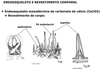 ENDOESQUELETO E REVESTIMENTO CORPORAL


 Endoesqueleto mesodérmico de carbonato de cálcio (CaCO3)
   Revestimento do corpo:

                                       espinho
                       Pé ambulacral
         pedicelária
 