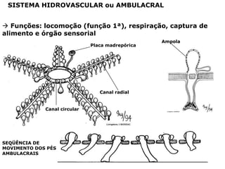 SISTEMA HIDROVASCULAR ou AMBULACRAL


 Funções: locomoção (função 1ª), respiração, captura de
alimento e órgão sensorial
                                                  Ampola
                              Placa madrepórica




                                 Canal radial


             Canal circular




SEQÜÊNCIA DE
MOVIMENTO DOS PÉS
AMBULACRAIS
 