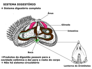 SISTEMA DIGESTÓRIO
 Sistema digestório completo

                                   Ânus




                                                Gônada


                                                    Intestino




                    Boca

Produtos da digestão passam para a
cavidade celômica e daí para o resto do corpo
 Não há sistema circulatório
                                                 Lanterna de Aristóteles
 