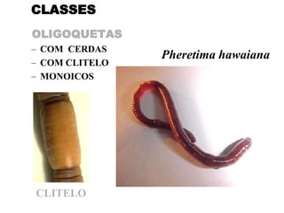 CLASSES
OLIGOQUETAS
– COM CERDAS
                Pheretima hawaiana
– COM CLITELO
– MONOICOS




CLITELO
 