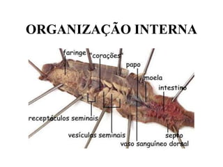 ORGANIZAÇÃO INTERNA
 