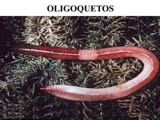 OLIGOQUETOS
 