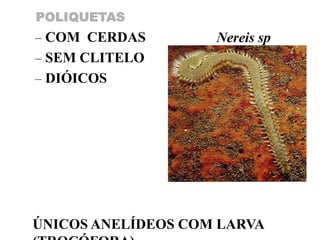 POLIQUETAS
– COM CERDAS        Nereis sp
– SEM CLITELO
– DIÓICOS




ÚNICOS ANELÍDEOS COM LARVA
 
