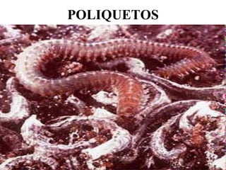 POLIQUETOS
 