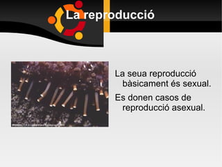 La reproducció La seua reproducció bàsicament és sexual. Es donen casos de reproducció asexual.  