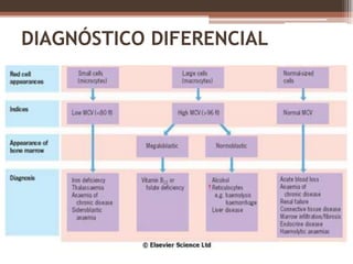 Medula óssea amarela