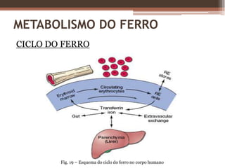 Reservatório de células precursoras eritróides