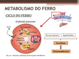 Massa eritrócitos circulantes maduros