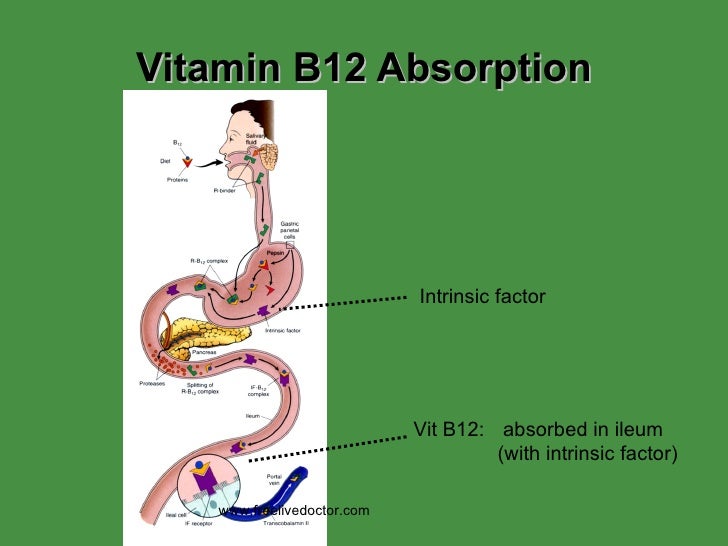 Absorption Of Vitamin B12 Requires The Presence Of: Anemia