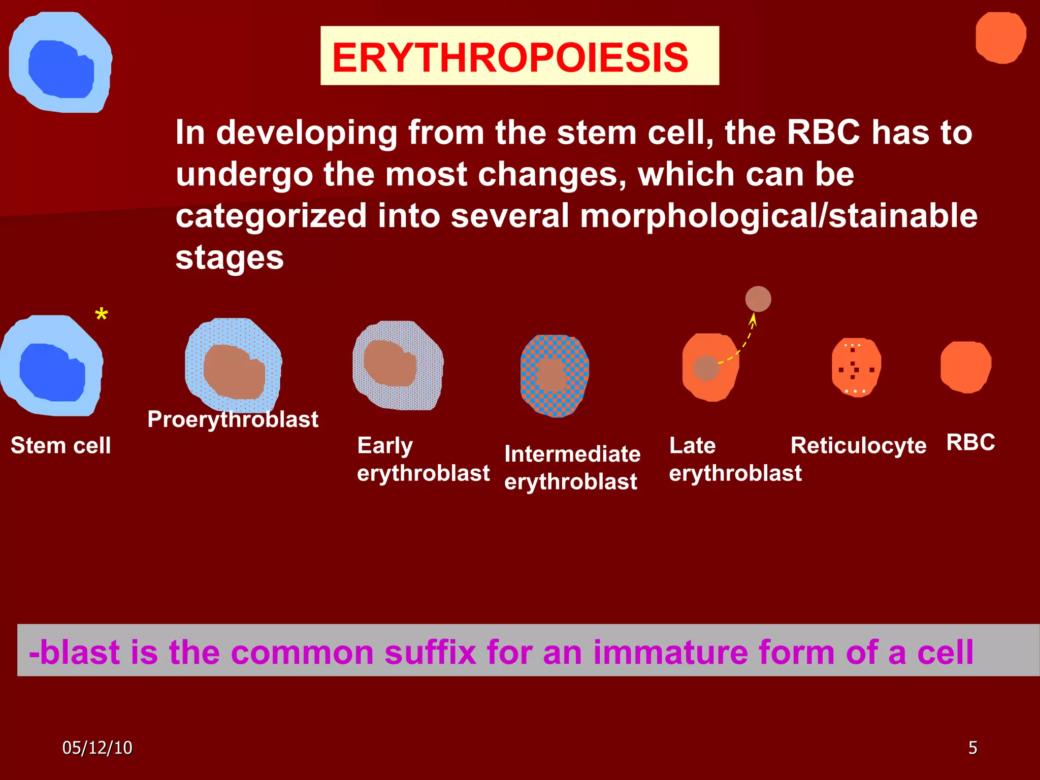ERYTHROPOIESIS In developing from the stem cell, the RBC has to undergo the most changes, which can be categorized into several morphological/stainable stages  Proerythroblast RBC * -blast is the common suffix for an immature form of a cell Early erythroblast Intermediate erythroblast Late erythroblast Reticulocyte … … … … Stem cell 