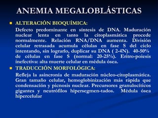 ANEMIA MEGALOBLÁSTICAS ALTERACIÓN BIOQUÍMICA:   Defecto predominante en síntesis de DNA. Maduración nuclear lenta en tanto la citoplasmática procede normalmente. Relación RNA/DNA aumenta. División celular retrasada acumula células en fase S del ciclo intentando, sin lograrlo, duplicar su DNA ( 2-4N).  40-50%  de células en fase S (normal: 20-25%). Eritro-poiesis inefectiva: alta muerte celular en médula ósea. TRADUCCIÓN MORFOLÓGICA: Refleja la asincronía de maduración núcleo-citoplasmática. Gran tamaño celular, hemoglobinización más rápida que condensación y picnosis nuclear. Precursores granulocíticos gigantes y neutrófilos hipersegmen-tados.  Médula ósea hipercelular 