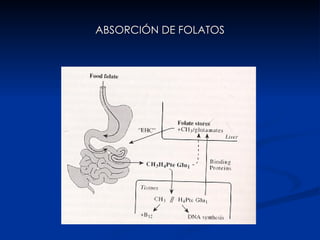 ABSORCIÓN DE FOLATOS 