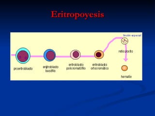 Eritropoyesis i 