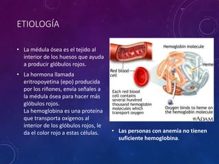 ETIOLOGÍA
• La médula ósea es el tejido al
interior de los huesos que ayuda
a producir glóbulos rojos.
• La hormona llamada
eritropoyetina (epo) producida
por los riñones, envía señales a
la médula ósea para hacer más
glóbulos rojos.
La hemoglobina es una proteína
que transporta oxígenos al
interior de los glóbulos rojos, le
da el color rojo a estas células. • Las personas con anemia no tienen
suficiente hemoglobina.
 