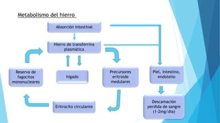 Absorción intestinal 
Hierro de transferrina 
plasmática 
hígado 
Reserva de 
fagocitos 
mononucleares 
Eritrocito circulante 
Precursores 
eritroide 
medulares 
Piel, intestino, 
endotelio 
Descamación 
perdida de sangre 
(1-2mg/dia) 
Metabolismo del hierro 
 