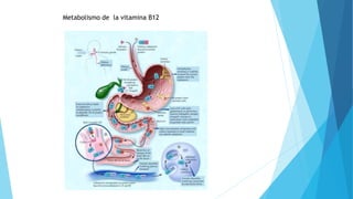 Metabolismo de la vitamina B12 
 