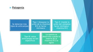  Patogenia 
Se detectan tres 
tipos de anticuerpos 
Tipo I :bloquean la 
unión de la vitamina 
B12 al factor 
intrínseco 
Tipo II :impide la 
unión del complejo 
factor intrínseco – 
vitamina B12 
Tipo III :estos 
anticuerpos no son 
específicos 
La anemia se 
desarrolla cuando la 
reserva de la 
vitamina B12 se 
agota 
 