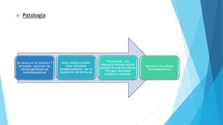  Patología 
Se centra en el linfocito T 
activados suprimen las 
células germinativas 
hematopoyéticas 
estas cedulas pueden 
estar alteradas 
antigénicamente por la 
exposición de fármacos 
Provocando una 
respuesta inmune celular 
durante la cual las células 
TH1,que activadas 
producen citosinas. 
Suprime a las células 
hematopoyéticas 
 