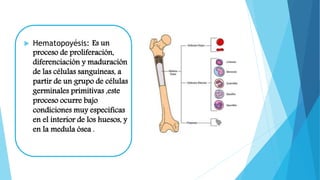  Hematopoyésis: Es un 
proceso de proliferación, 
diferenciación y maduración 
de las células sanguíneas, a 
partir de un grupo de células 
germinales primitivas ,este 
proceso ocurre bajo 
condiciones muy especificas 
en el interior de los huesos, y 
en la medula ósea . 
 