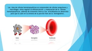 Las islas de células hematopoyéticas se comprenden de células sanguíneas y 
macrófagos estos regulan la diferenciación y maduración de la células 
hematopoyéticas ,además de transmitir hierro a los eritroblastos en desarrollo 
para que lo usen en la síntesis de la porción hem de la hemoglobina . 
 