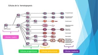 Células de la hematopoyesis 
Células madre 
Células progenitoras Células precursoras Células maduras 
 