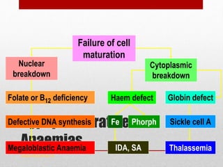 Hypoproliferative
Anaemias
www.drsarma.in
Failure of cell
maturation
Nuclear
breakdown
Cytoplasmic
breakdown
Megaloblastic Anaemia
Defective DNA synthesis
Folate or B12 deficiency Haem defect Globin defect
Thalassemia
Sickle cell AFe Phorph
IDA, SA
 