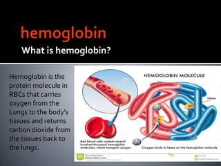 What is hemoglobin?
Hemoglobin is the
protein molecule in
RBCs that carries
oxygen from the
Lungs to the body's
tissues and returns
carbon dioxide from
the tissues back to
the lungs.
 