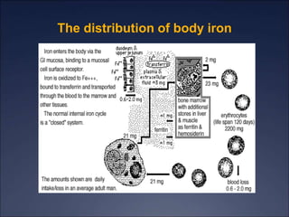 The distribution of body iron
 