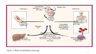 25
Fig No. 5: Body iron distribution and storage
 