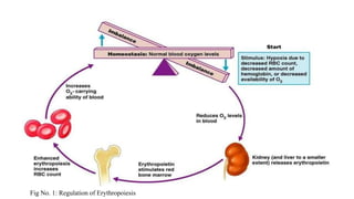 Fig No. 1: Regulation of Erythropoiesis
 